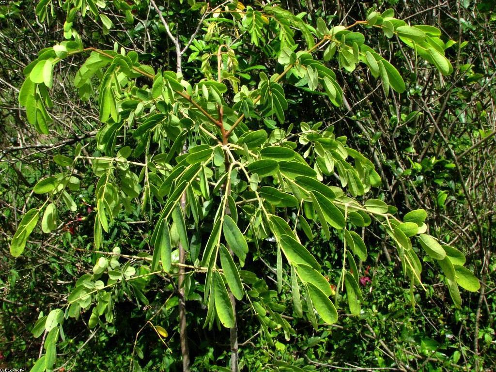 ការយល់ដឹងអំពីឧបករណ៍បាញ់ត្រីទំនើប