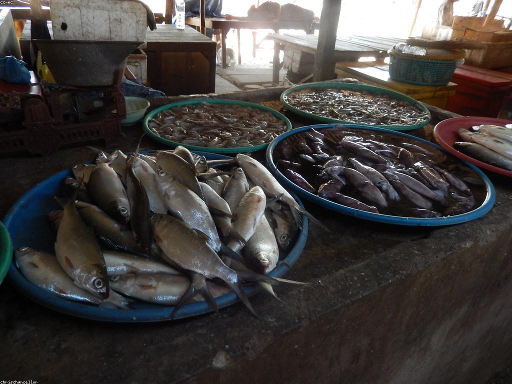 គន្លឹះសំរាប់ចំណូលពីការបាញ់ត្រី