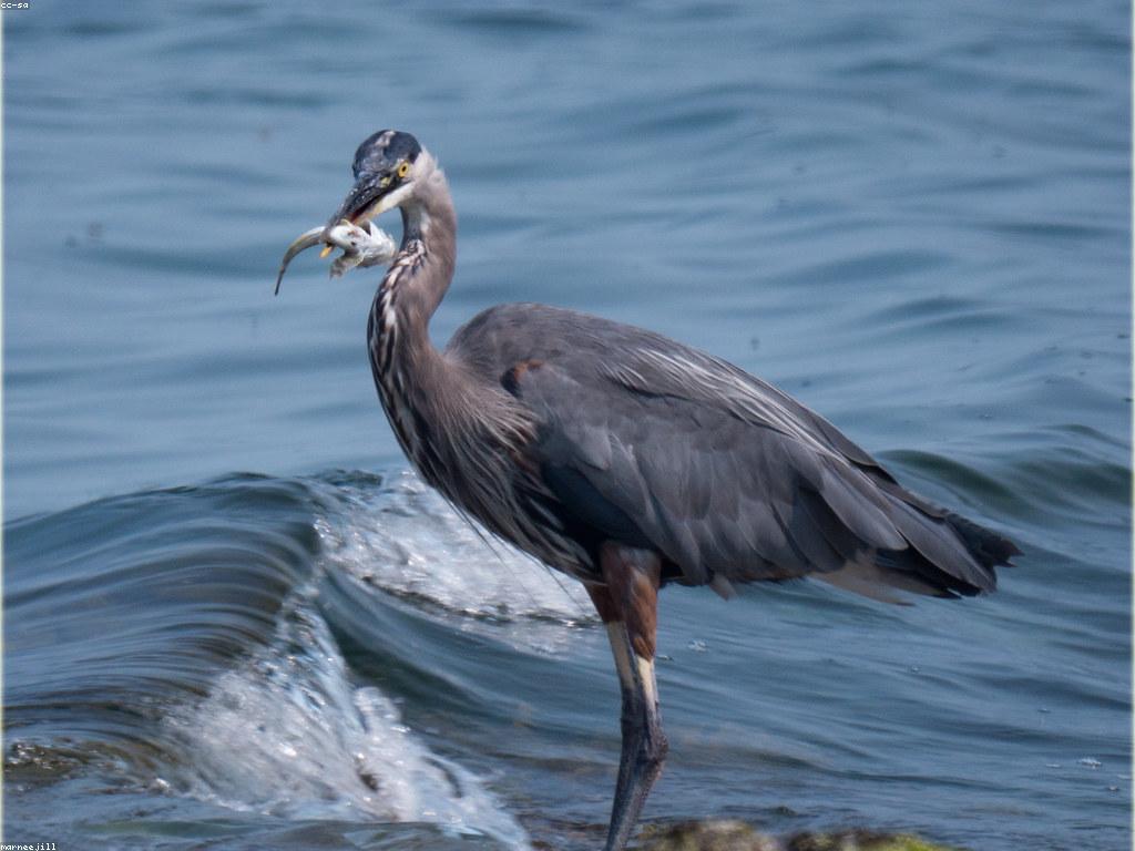 យុទ្ធសាស្ត្រចំណូលពីការបាញ់ត្រី: ការប្រើប្រាស់ឧបករណ៍ទំនើប