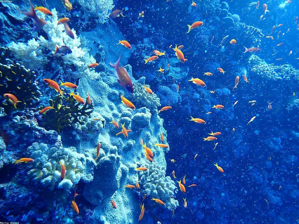 ទីកន្លែងបាញ់ត្រីល្អបំផុតនៅកម្ពុជា: ការវិនិយោគក្នុងបទពិសោធន៍